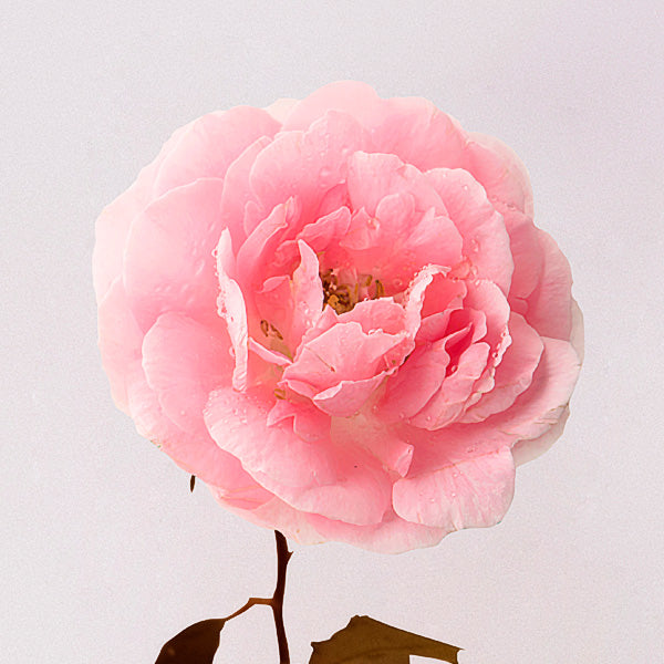 Collagène Boost Rose - Brume visage 100% naturel
