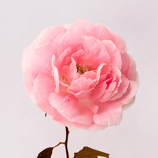 Collagène Boost Rose - Brume visage 100% naturel